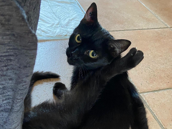 Adoption Ava