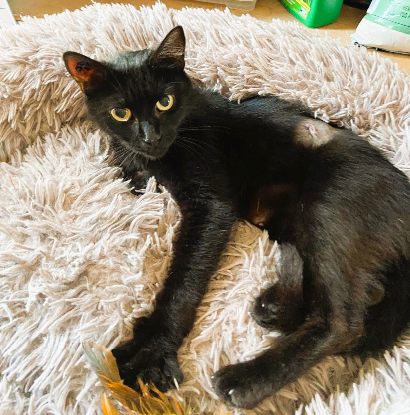 Adoption Ava
