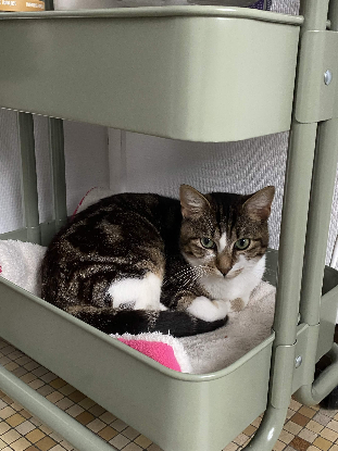 Adoption Bernard