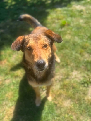 Adopter Kaito