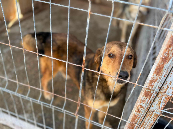 Adoption Kaito