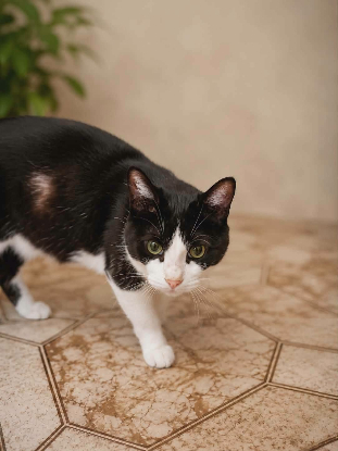 Adopter Bichette