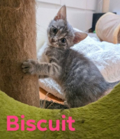 Adopter  chat : Biscuit