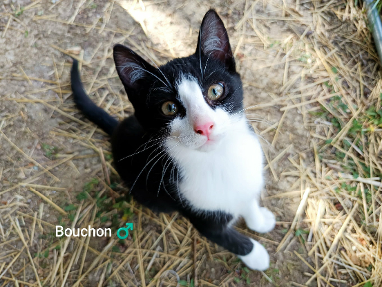 Adopter Bouchon et bai
