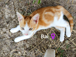 Adopter  chat : Bai et bouchon