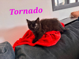 Adopter  chat : Tornado