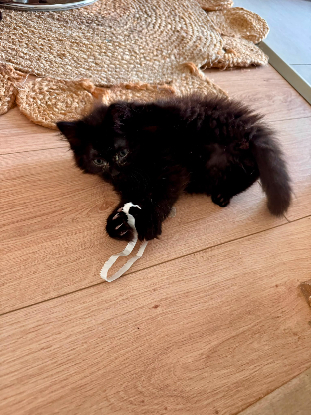 Adopter Tornado