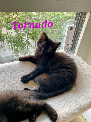 Adopter Tornado