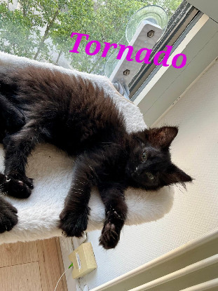 Adoption Tornado