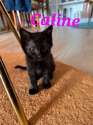 Adopter Caline 2 mois