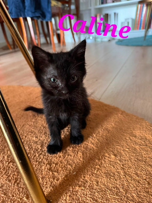 Adopter Caline 2 mois