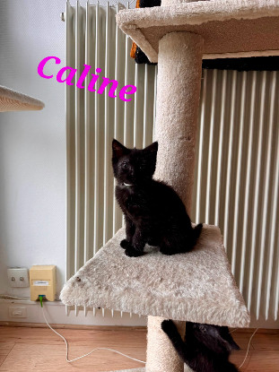 Adopter Caline 2 mois