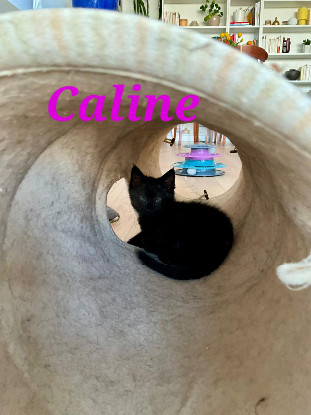 Adoption Caline 2 mois