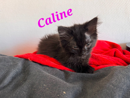 Adoption Caline 2 mois