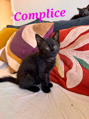 Adopter Complice 2 mois