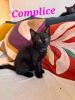 Complice 2 mois