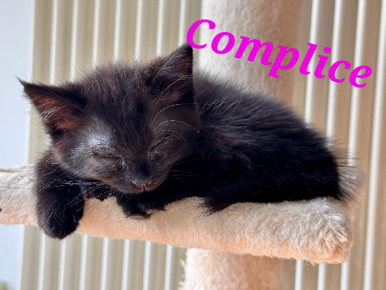 Adopter Complice 2 mois