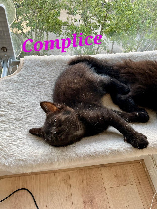Adopter Complice 2 mois