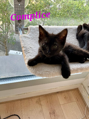 Adoption Complice 2 mois