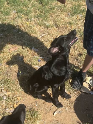 Adopter Bentley