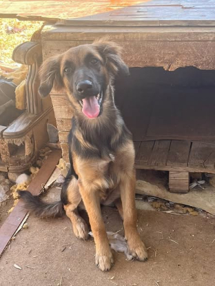 Adopter Brook
