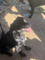 Adopter  chien : Buddy