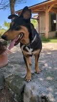 Adopter Luna