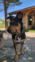 Adopter Luna