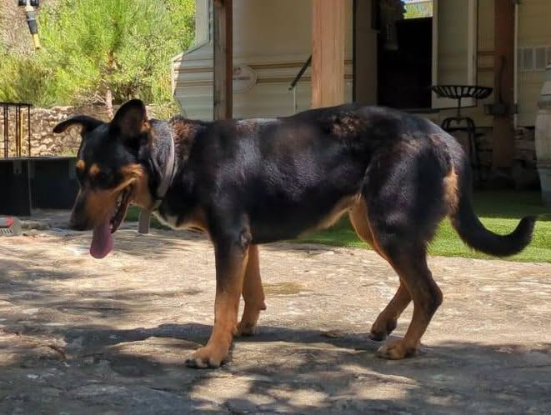 Adopter Luna