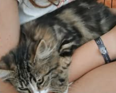 Adopter Blues