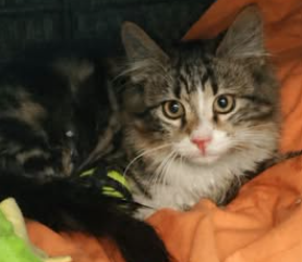 Adopter Blues
