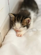 Adopter Crunch