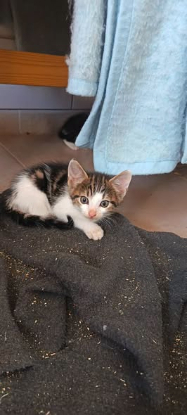 Adopter Crunch