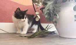 Adopter Nixo
