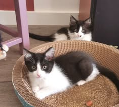 Adoption Nixo