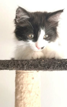 Adopter Nixo