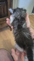 Adopter Ouistiti