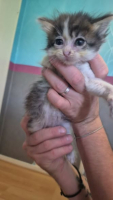 Adopter  chat : Ouistiti