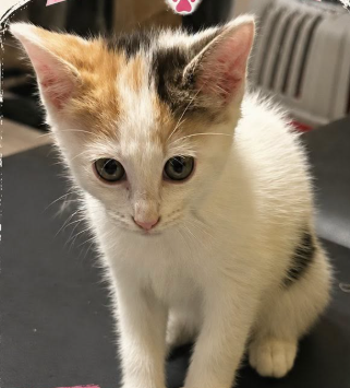 Adopter Pimprenelle