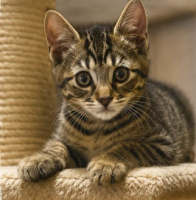 Adopter  chat : Raf