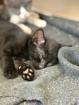Adopter Toblerone