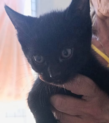 Adopter Toblerone