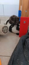 Adopter Tortie