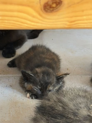 Adopter Tortie