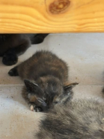 Adopter  chat : Tortie