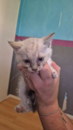 Adopter White