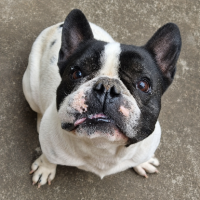 Adopter  chien : Mozzy