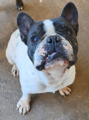 Adoption Mozzy