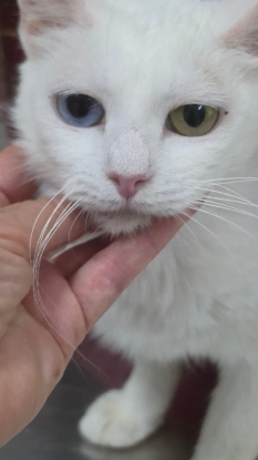 Adopter Perla