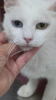 Perla